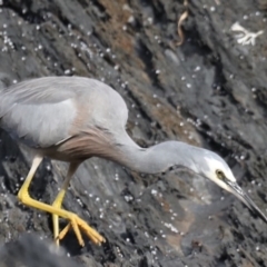 Egretta novaehollandiae (White-faced Heron) at Batemans Marine Park - 2 Jun 2020 by jbromilow50