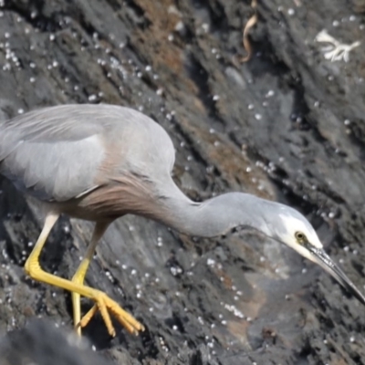 Egretta novaehollandiae (White-faced Heron) at Batemans Marine Park - 2 Jun 2020 by jbromilow50