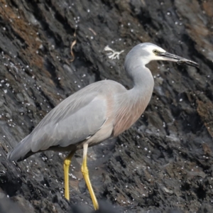 Egretta novaehollandiae at Guerilla Bay, NSW - 2 Jun 2020