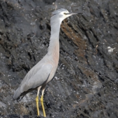 Egretta novaehollandiae at Guerilla Bay, NSW - 2 Jun 2020 11:36 PM