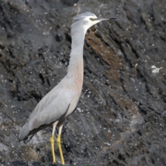 Egretta novaehollandiae at Guerilla Bay, NSW - 2 Jun 2020