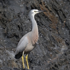 Egretta novaehollandiae at Guerilla Bay, NSW - 2 Jun 2020