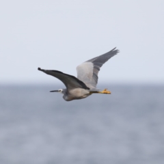 Egretta novaehollandiae at Guerilla Bay, NSW - 2 Jun 2020