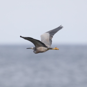 Egretta novaehollandiae at Guerilla Bay, NSW - 2 Jun 2020