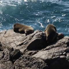 Arctocephalus pusillus doriferus (Australian Fur-seal) at Guerilla Bay, NSW - 2 Jun 2020 by jbromilow50