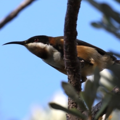 Acanthorhynchus tenuirostris (Eastern Spinebill) at Guerilla Bay, NSW - 2 Jun 2020 by jb2602