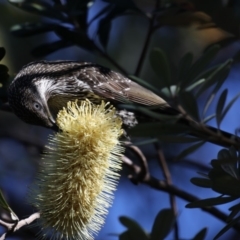 Anthochaera chrysoptera (Little Wattlebird) at Guerilla Bay, NSW - 2 Jun 2020 by jb2602