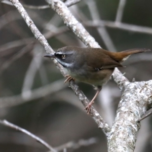 Sericornis frontalis at Guerilla Bay, NSW - 3 Jun 2020