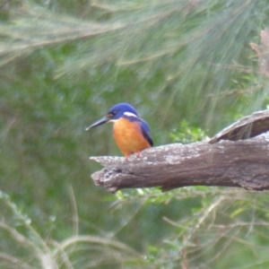 Ceyx azureus at Greendale, NSW - 3 Jun 2020