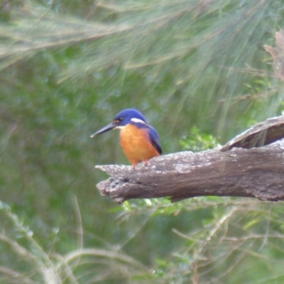 Ceyx azureus (Azure Kingfisher) at Greendale, NSW - 2 Jun 2020 by MatthewHiggins