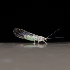 Psyllidae sp. (family) (Unidentified psyllid or lerp insect) at ANBG - 2 Jun 2020 by TimL