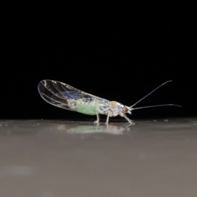 Psyllidae sp. (family) (Unidentified psyllid or lerp insect) at Acton, ACT - 2 Jun 2020 by TimL