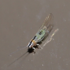 Psyllidae sp. (family) at Acton, ACT - 3 Jun 2020 01:54 AM