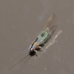 Psyllidae sp. (family) at Acton, ACT - 3 Jun 2020 01:54 AM