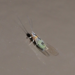 Psyllidae sp. (family) at Acton, ACT - 3 Jun 2020