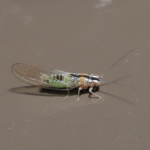 Psyllidae sp. (family) at Acton, ACT - 3 Jun 2020 01:54 AM