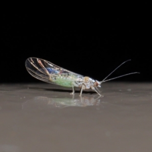 Psyllidae sp. (family) at Acton, ACT - 3 Jun 2020