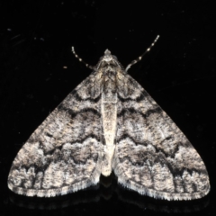 Lipogya exprimataria (Jagged Bark Moth) at Ainslie, ACT - 2 Jun 2020 by jbromilow50