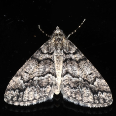 Lipogya exprimataria (Jagged Bark Moth) at Ainslie, ACT - 2 Jun 2020 by jbromilow50