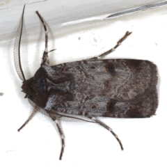 Agrotis porphyricollis (Variable Cutworm) at Ainslie, ACT - 3 Jun 2020 by jbromilow50