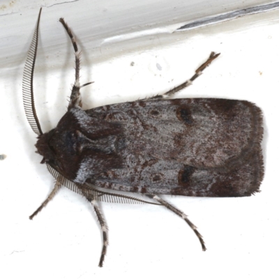 Agrotis porphyricollis (Variable Cutworm) at Ainslie, ACT - 3 Jun 2020 by jb2602