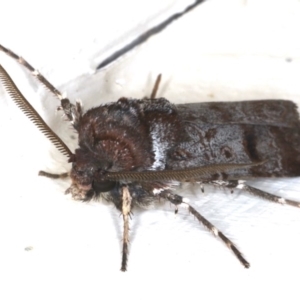 Agrotis porphyricollis at Ainslie, ACT - 3 Jun 2020 02:24 AM