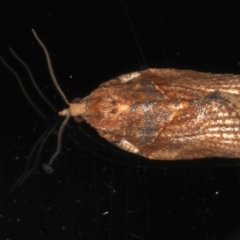 Epiphyas postvittana (Light Brown Apple Moth) at Ainslie, ACT - 3 Jun 2020 by jb2602