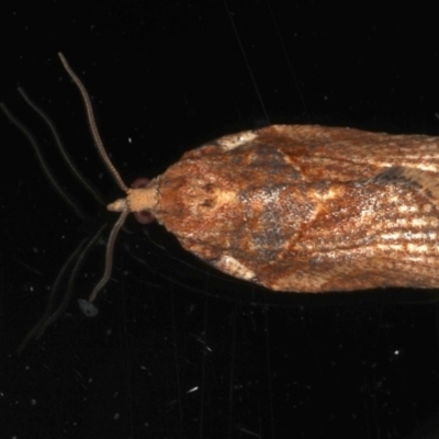 Epiphyas postvittana (Light Brown Apple Moth) at Ainslie, ACT - 3 Jun 2020 by jb2602