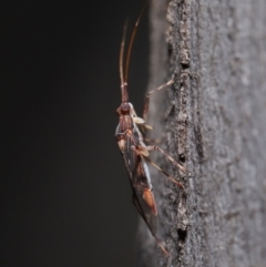 Miridae (family) (Unidentified plant bug) at ANBG - 3 Jun 2020 by TimL