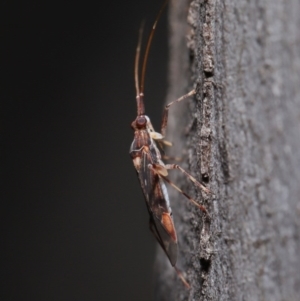 Miridae (family) at Hackett, ACT - 3 Jun 2020