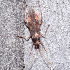 Miridae (family) at Hackett, ACT - 3 Jun 2020