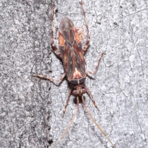 Miridae (family) at Hackett, ACT - 3 Jun 2020 10:59 AM