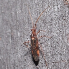 Miridae (family) at Hackett, ACT - 3 Jun 2020 10:59 AM