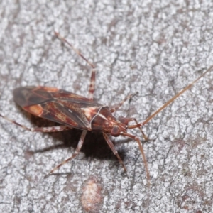 Miridae (family) at Hackett, ACT - 3 Jun 2020 10:59 AM