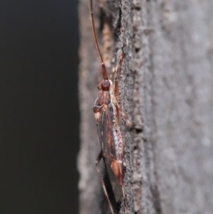 Miridae (family) at Hackett, ACT - 3 Jun 2020