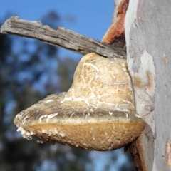 Laetiporus portentosus (White Punk) at ANBG - 3 Jun 2020 by Tim L