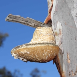 Laetiporus portentosus at Hackett, ACT - 3 Jun 2020