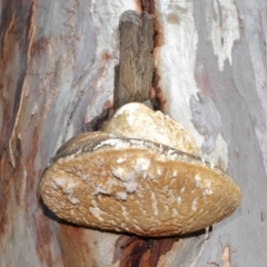 Laetiporus portentosus at Hackett, ACT - 3 Jun 2020