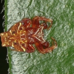 Arkys sp. (genus) (An Ambush, Bird-dropping or Triangular Spider) at Melba, ACT - 2 Jun 2020 by Bron