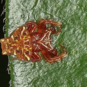 Arkys sp. (genus) at Melba, ACT - 3 Jun 2020