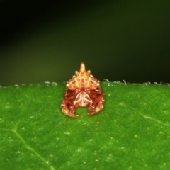 Arkys sp. (genus) at Melba, ACT - 3 Jun 2020