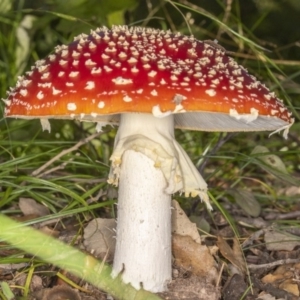 Amanita muscaria at Molonglo Valley, ACT - 3 Jun 2020 04:51 AM