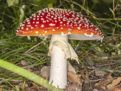 Amanita muscaria (Fly Agaric) at Molonglo Valley, ACT - 3 Jun 2020 by CedricBear