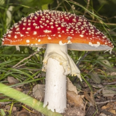 Amanita muscaria (Fly Agaric) at Molonglo Valley, ACT - 2 Jun 2020 by CedricBear