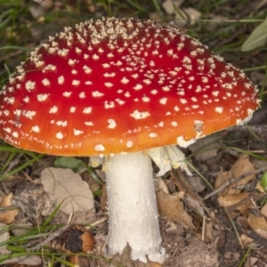 Amanita muscaria at Molonglo Valley, ACT - 3 Jun 2020 04:51 AM