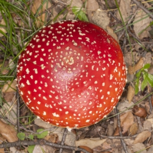 Amanita muscaria at Molonglo Valley, ACT - 3 Jun 2020