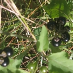 Solanum nodiflorum (Glossy Nightshade) at Surf Beach, NSW - 2 Jun 2020 by LyndalT