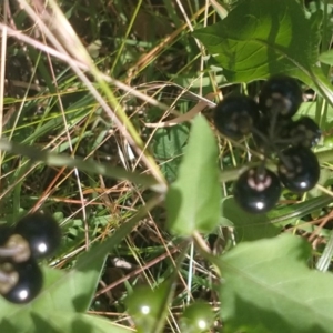 Solanum nodiflorum at Surf Beach, NSW - 2 Jun 2020