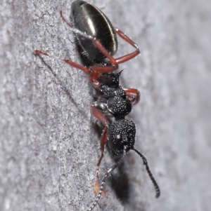 Dolichoderus scabridus at Acton, ACT - 3 Jun 2020