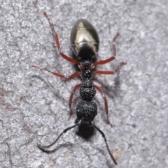 Dolichoderus scabridus at Acton, ACT - 3 Jun 2020